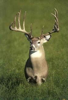 Illegal deer hunting in texas