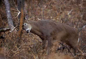 Texas Hunting Leases