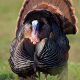 Rio Grande Wild Turkey Hunting lease
