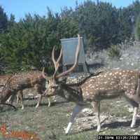 year round deer leases in texas