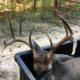 Sugar Creek Deer Lease