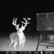Webb County Trophy Deer Lease