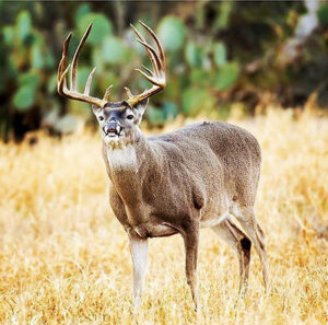 South Texas Brush Country