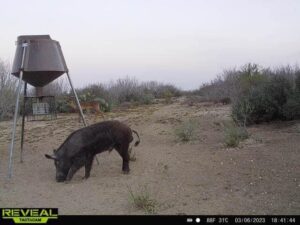 Hogs and Javelinas in the Brush Country