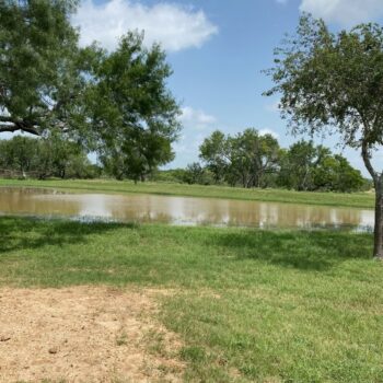 South Texas Deer and Hog Hunts