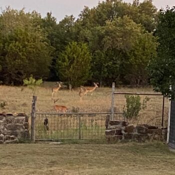 Weekend Deer Hunts with Lodging Hill Country Ranch