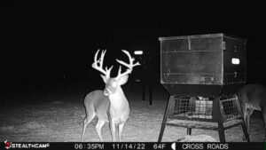 Webb County Trophy Deer Lease