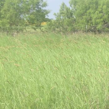 Frio County Hunting Lease