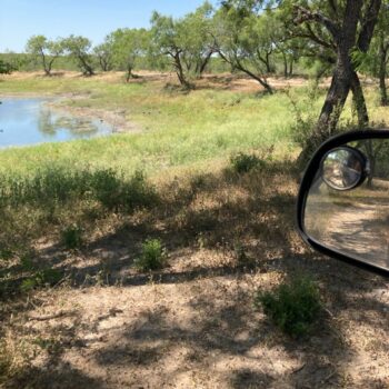 Duval County Whitetail Deer and Abundant Wildlife