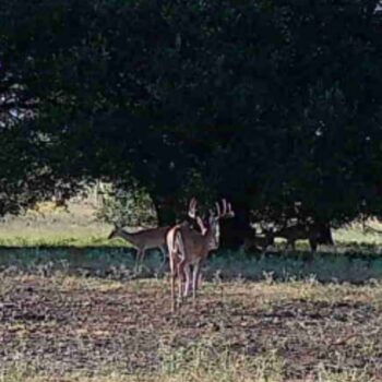 Deer Lease with Good Cover, Wooded areas and Open Pasture