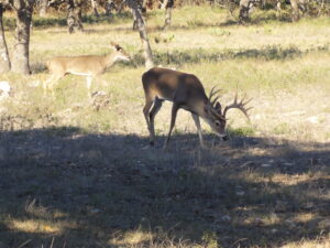 Paloma Blanca Ranch