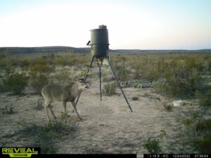 Archery Only Pecos County