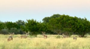 Trophy Buck Hunts, 150-175+ gross B&C