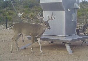 14,500 acres Comstock Texas season and 3-5 day hunts, all inclusive,