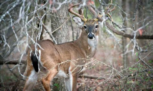 Deer Hunt Special