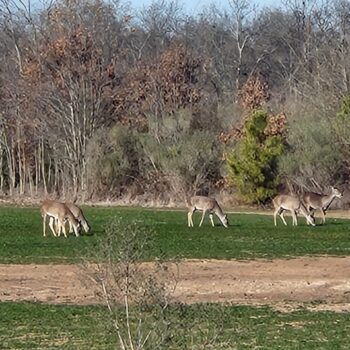 1300 acres managed for 22 years with 2 openings