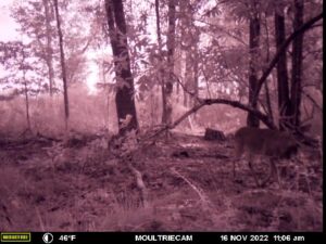 Sugar Creek Deer Lease