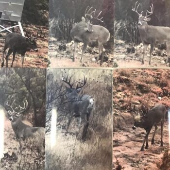 LEASE ON 37,000 ACRES MLD PROGRAM
