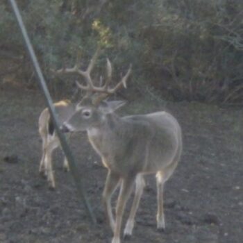 Central Texas Fair Chase Whitetail Trophy and Meat Hunt