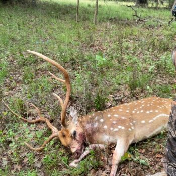 TX Hill Country Seasonal Deer Lease