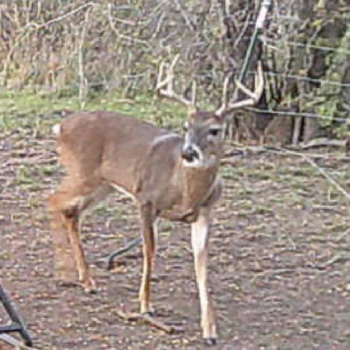 570 Wooded Acres for Hunting Lease