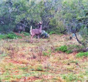 3 Day Package Hunts