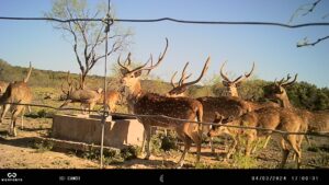 Spring Axis / Turkey Hunt - Sonora, TX