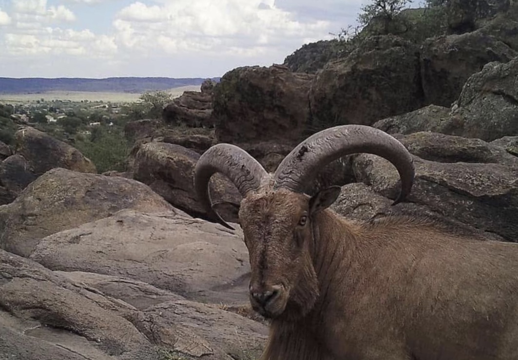 Aoudad Sheep in the Davis Mountians