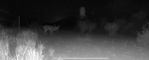 South Texas Whitetail Hunts