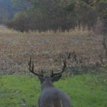 Collin County Day Hunts
