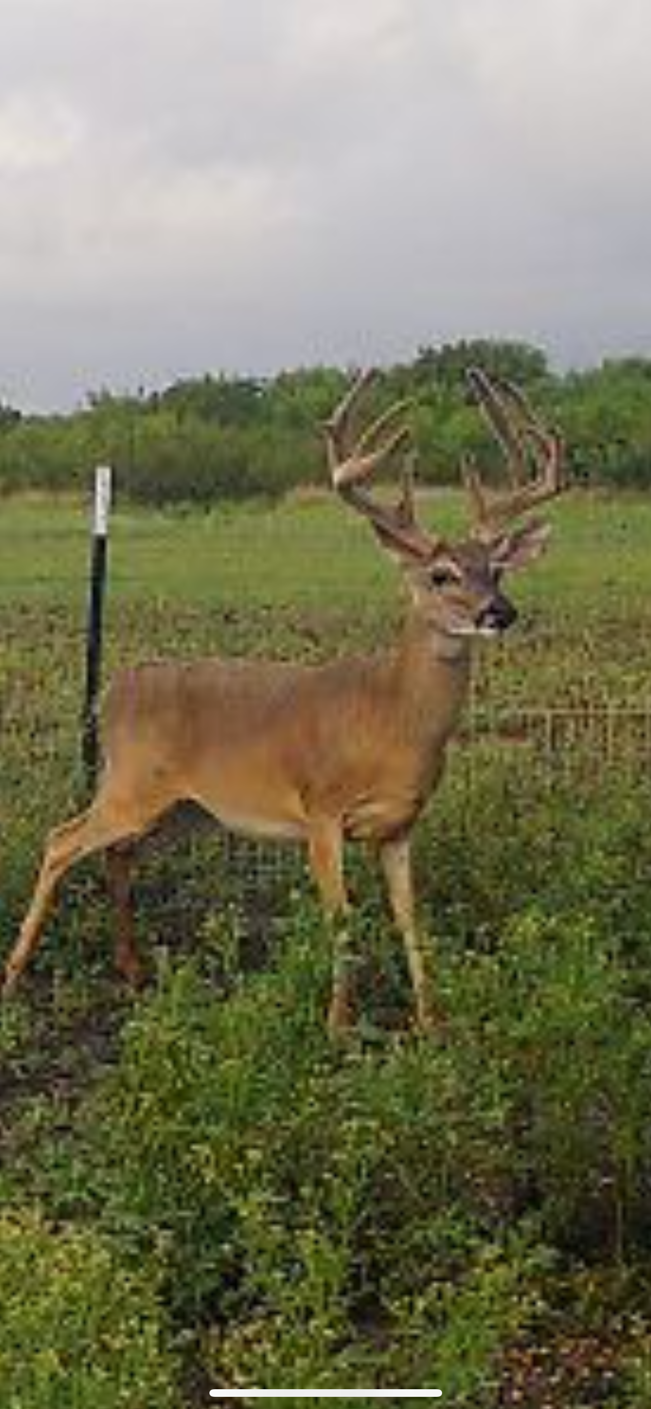 Weekend Hunts