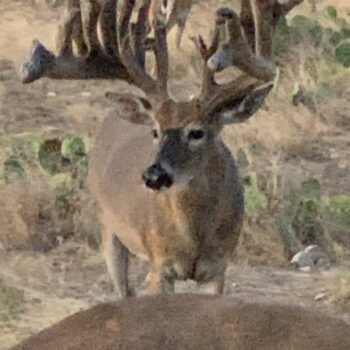 4 trophy minded hunters 440 acre high fence ranch 30 miles southwest of Sonora Texas,