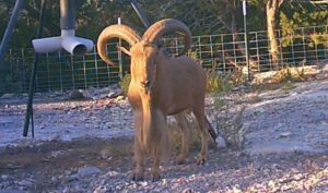 Free-Range Aoudad Sheep