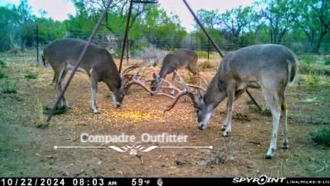 Wall Hanger Texas Trophy and Management Buck Hunt