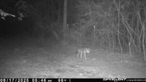 64acres linden (East Texas) hardwood and pine forest w/cabin