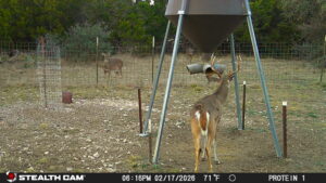 Trophy Whitetail Deer Hunts-Texas Hill Country