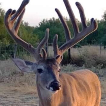 Old Mexico Packge Hunt